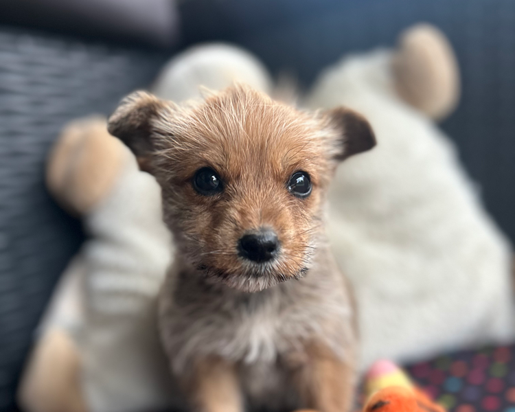 Kiwi