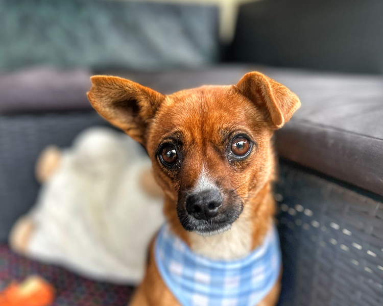 Mia