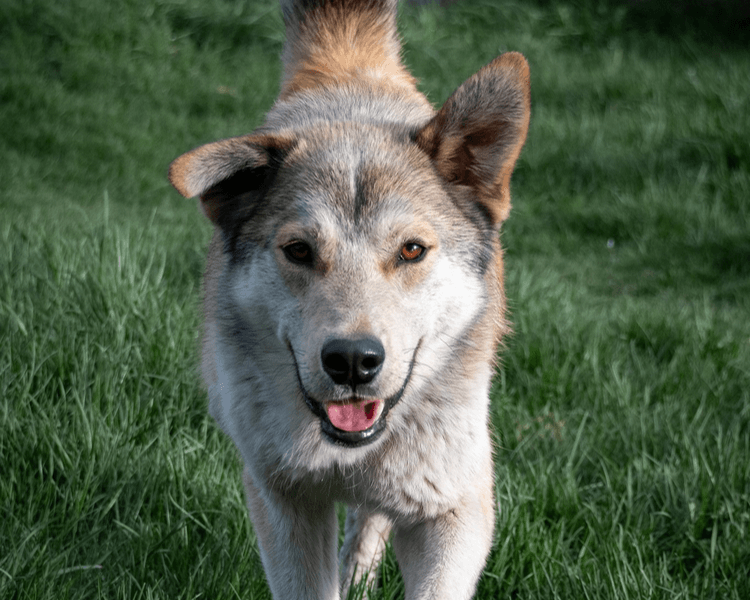 Fido
