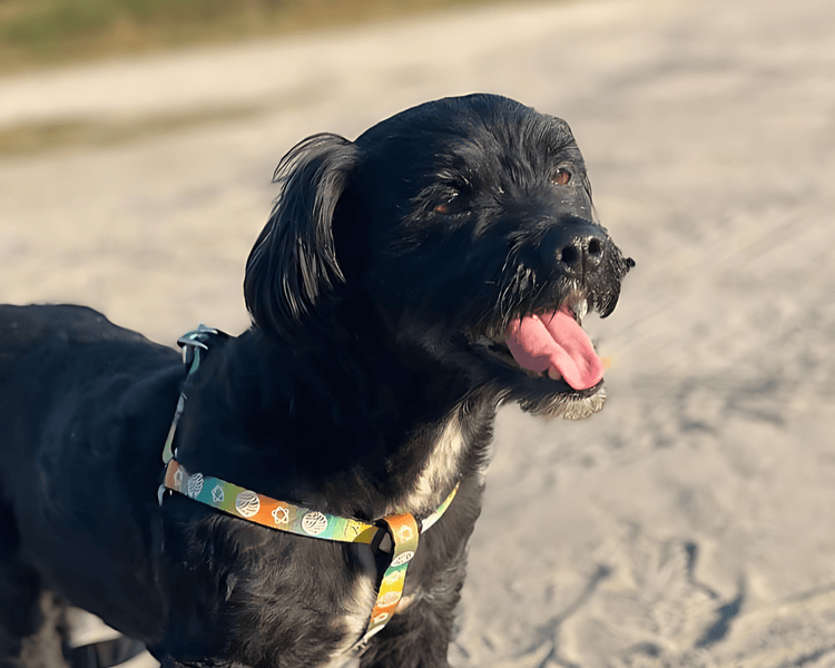Chico