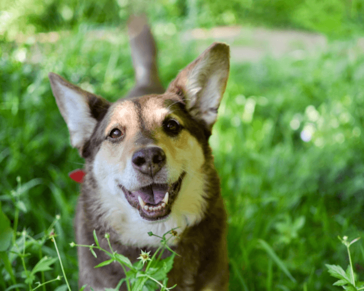 Czekolada