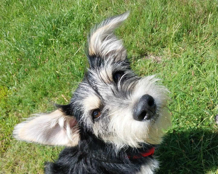 Ezik