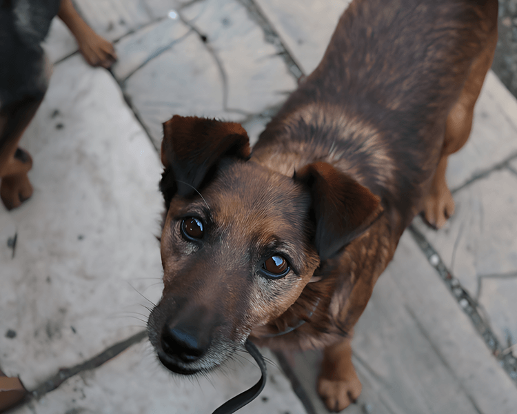 Kodi