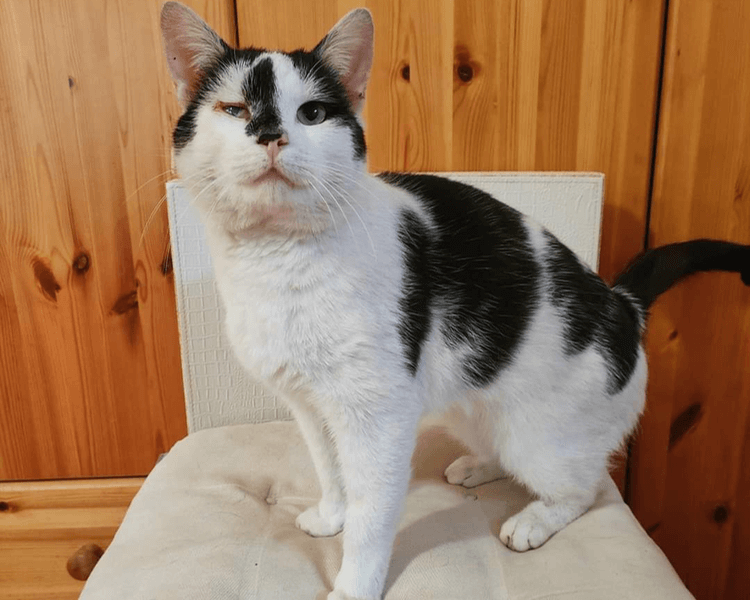 Pituś