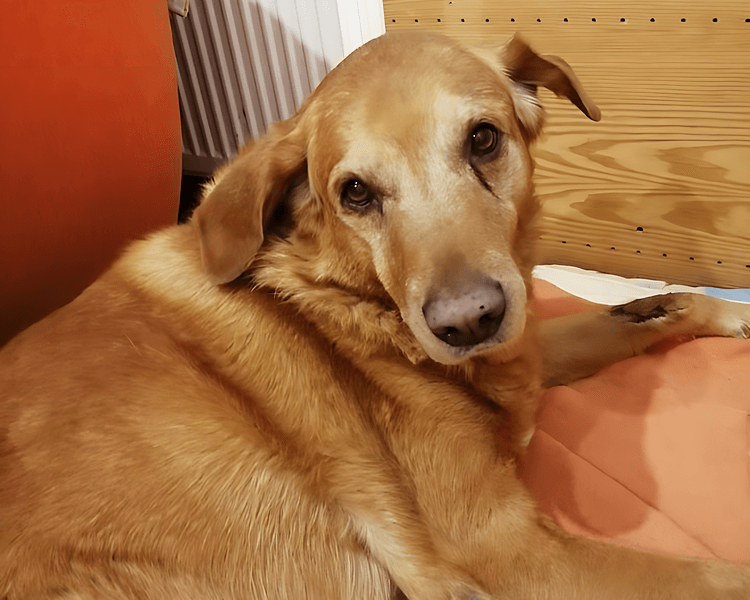 Rudy
