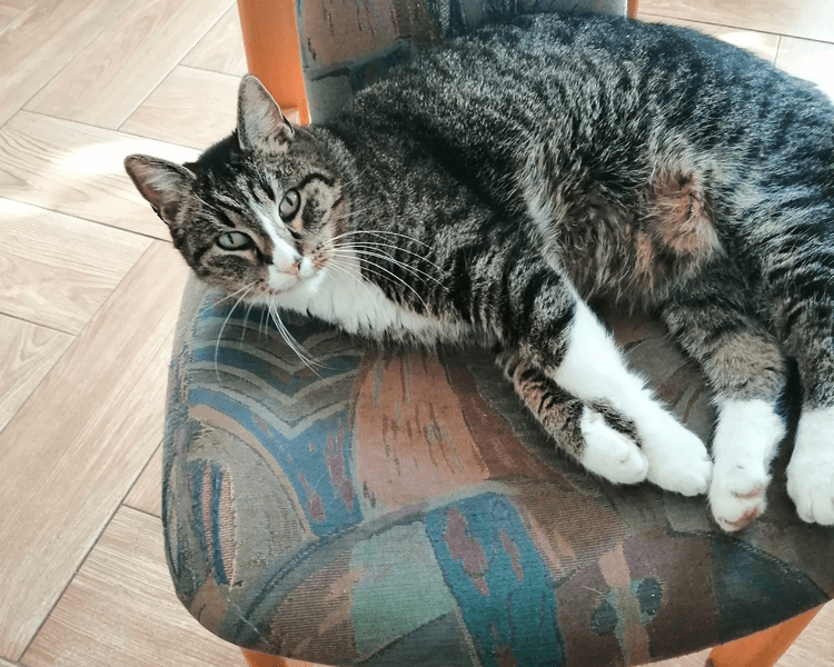 Mimi