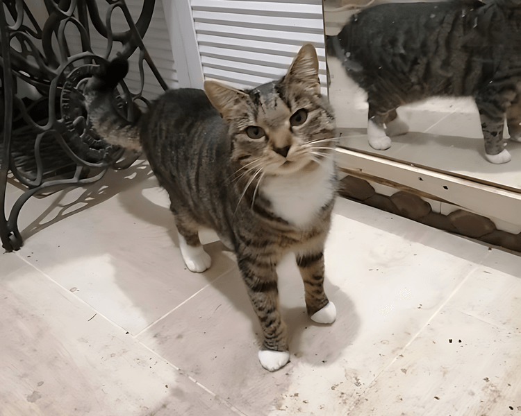 Lili