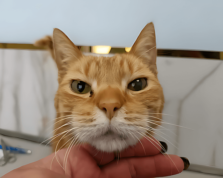 Marcel