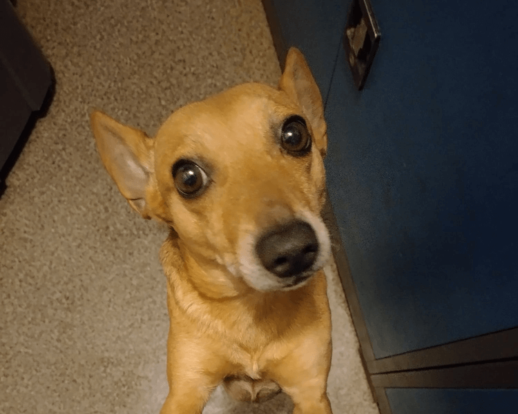 Spajki