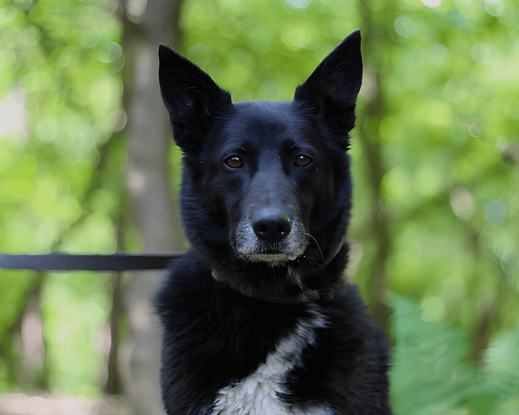 Nilla