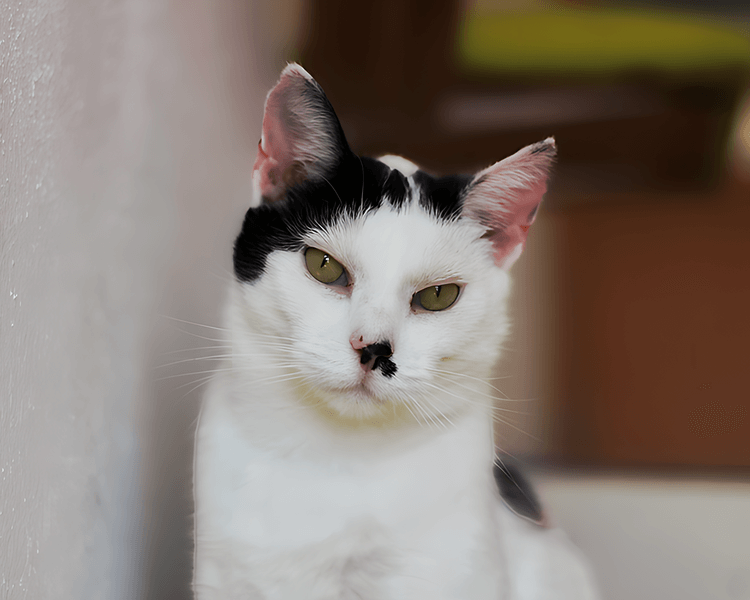 Imelda