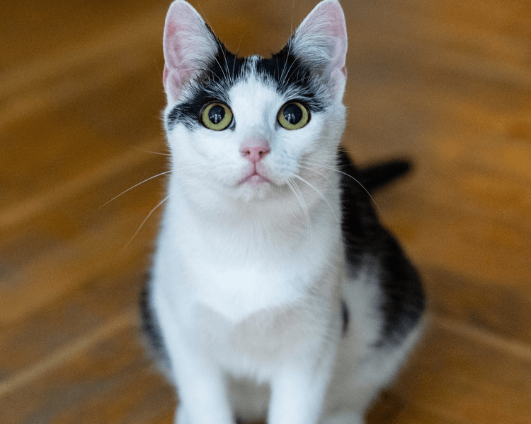 Pyrka