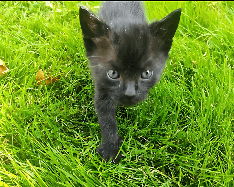 Chico