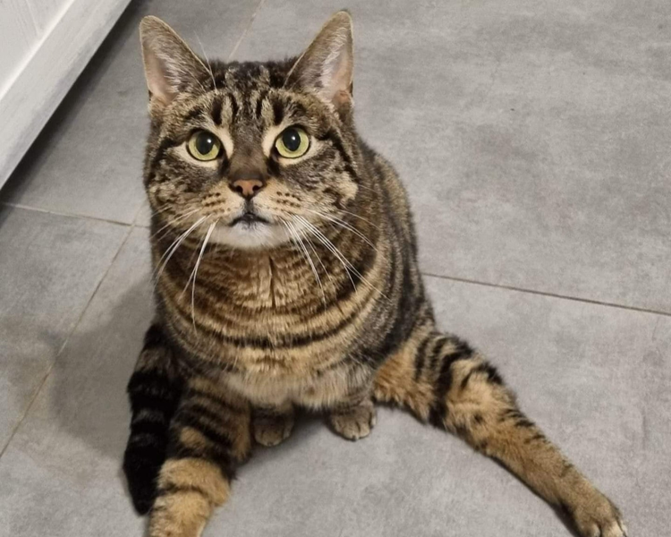 Nala