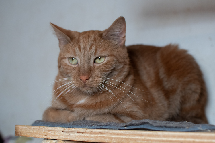 Jasper