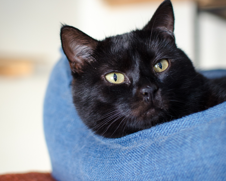 Merlin