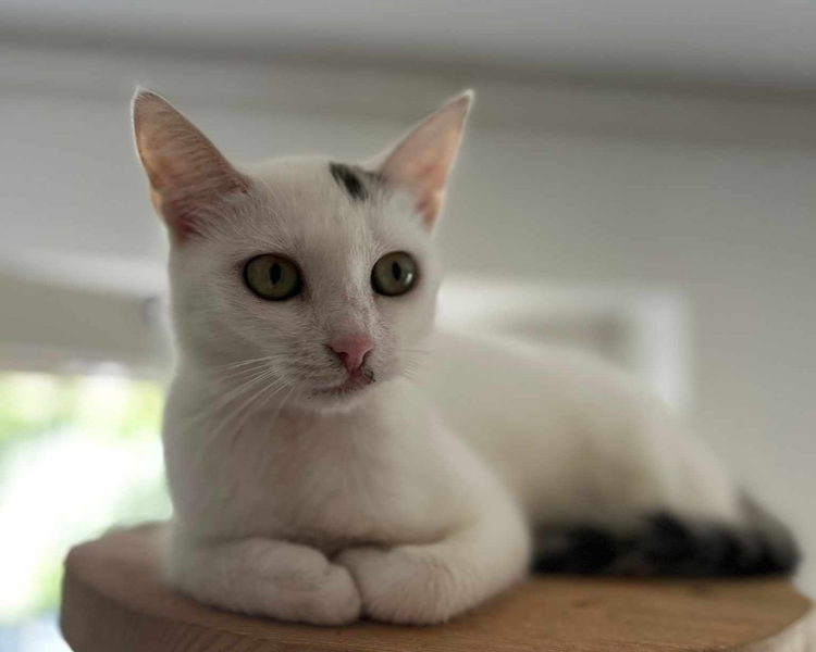Freya