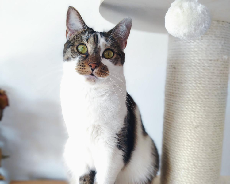 Leyla