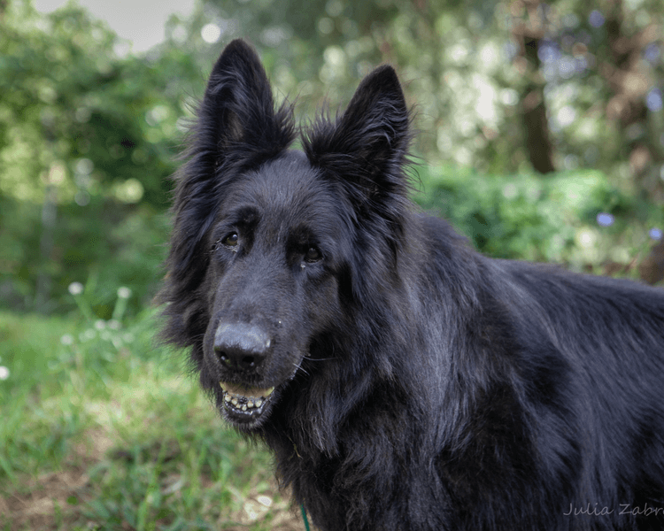 Bruno