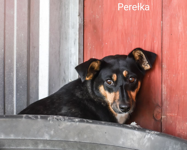 Perełka