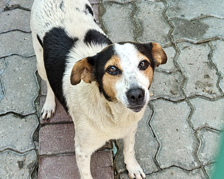 Łatka