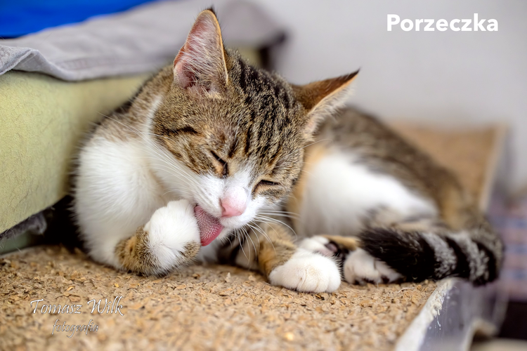 Porzeczka