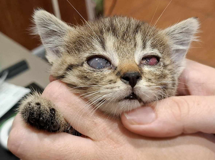 Mimi