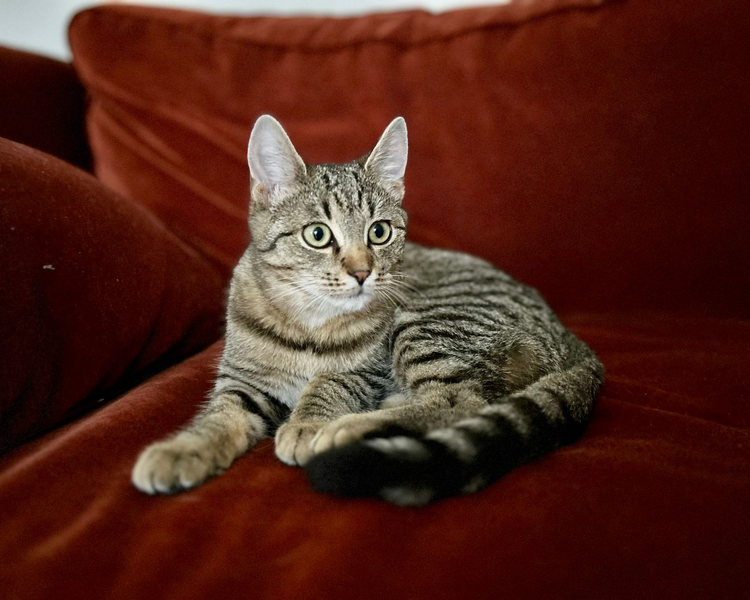 Maja