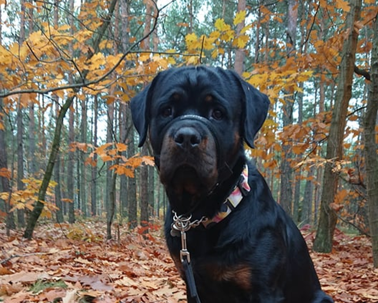 Pako