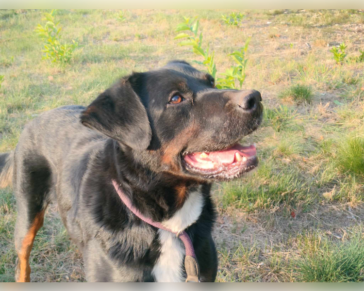 Gucio