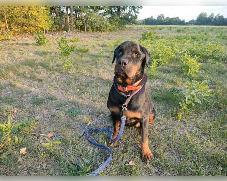 Rubi