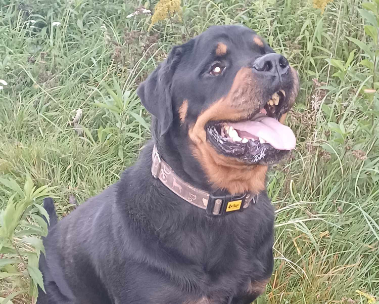 Drago