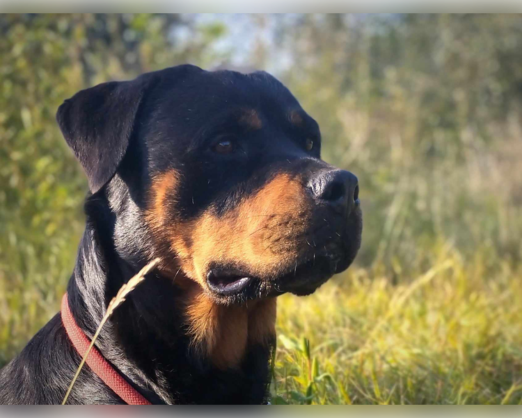 Nori
