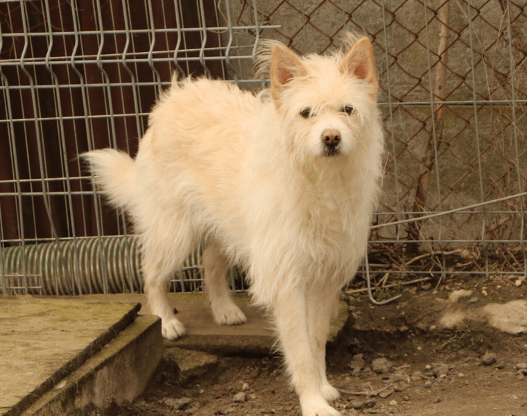 Troja