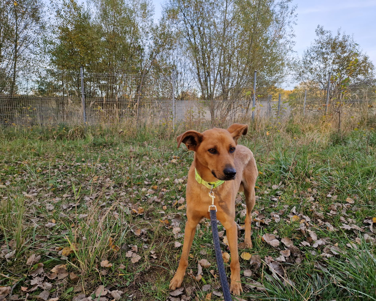 Hugo