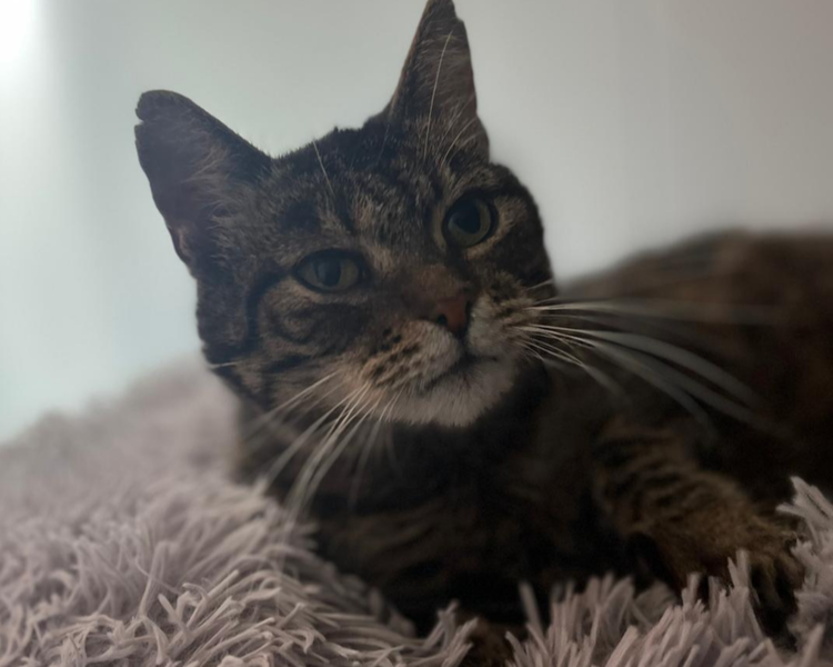 Gina