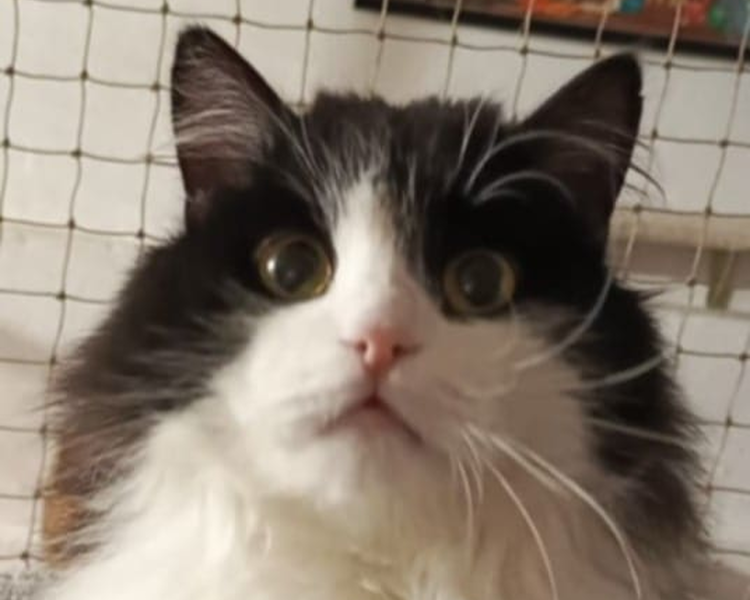 Loki