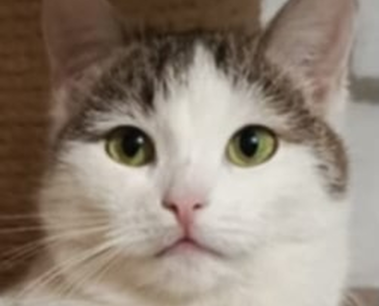 Lalunia